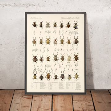 A framed image of 