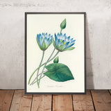Blue Water Lily (Nymphaea caerulea, Plate 55) by Pierre Joseph Redouté, 1827