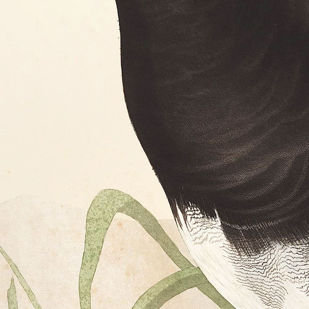 Red-headed Duck by John James Audubon, 1827