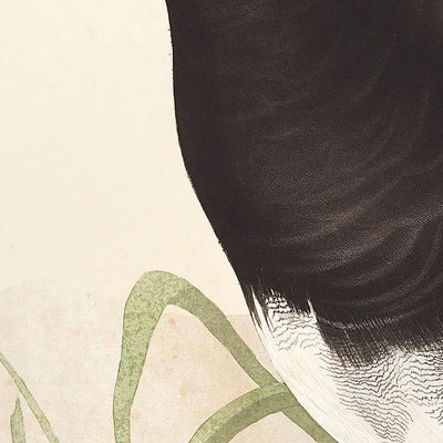 Red-headed Duck by John James Audubon, 1827