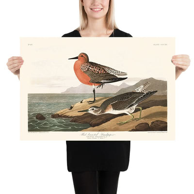 Red-breasted Sandpiper by John James Audubon, 1827