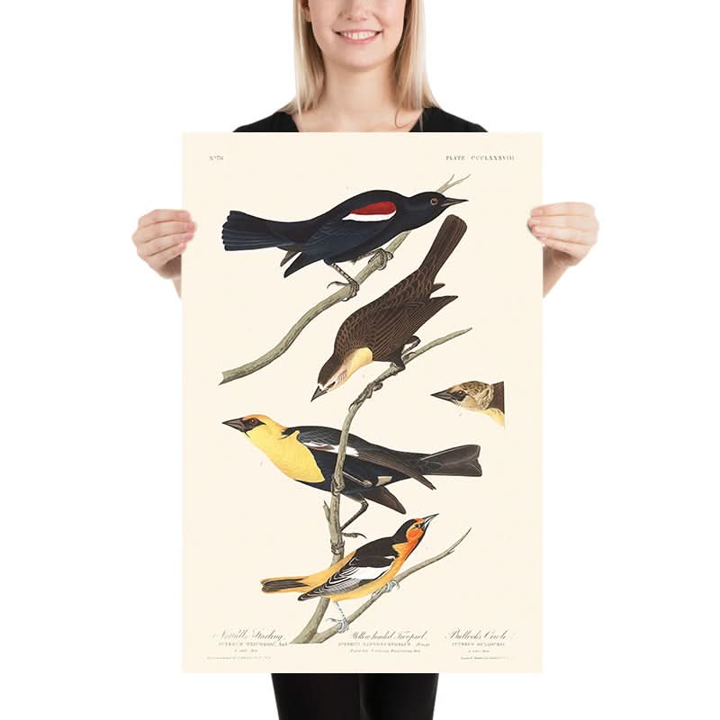 Nuttall's Starling, Yellow-headed Troopial, Bullock's Oriole by John James Audubon, 1827