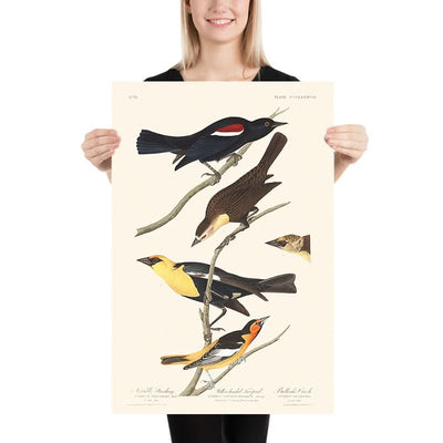Nuttall's Starling, Yellow-headed Troopial, Bullock's Oriole by John James Audubon, 1827