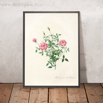 A framed image of Dwarf Bengal Rose (Rosa indica pumila) by Pierre Joseph Redouté, 1817