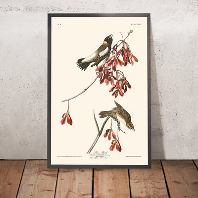 A framed image of Rice Bird by John James Audubon, 1827
