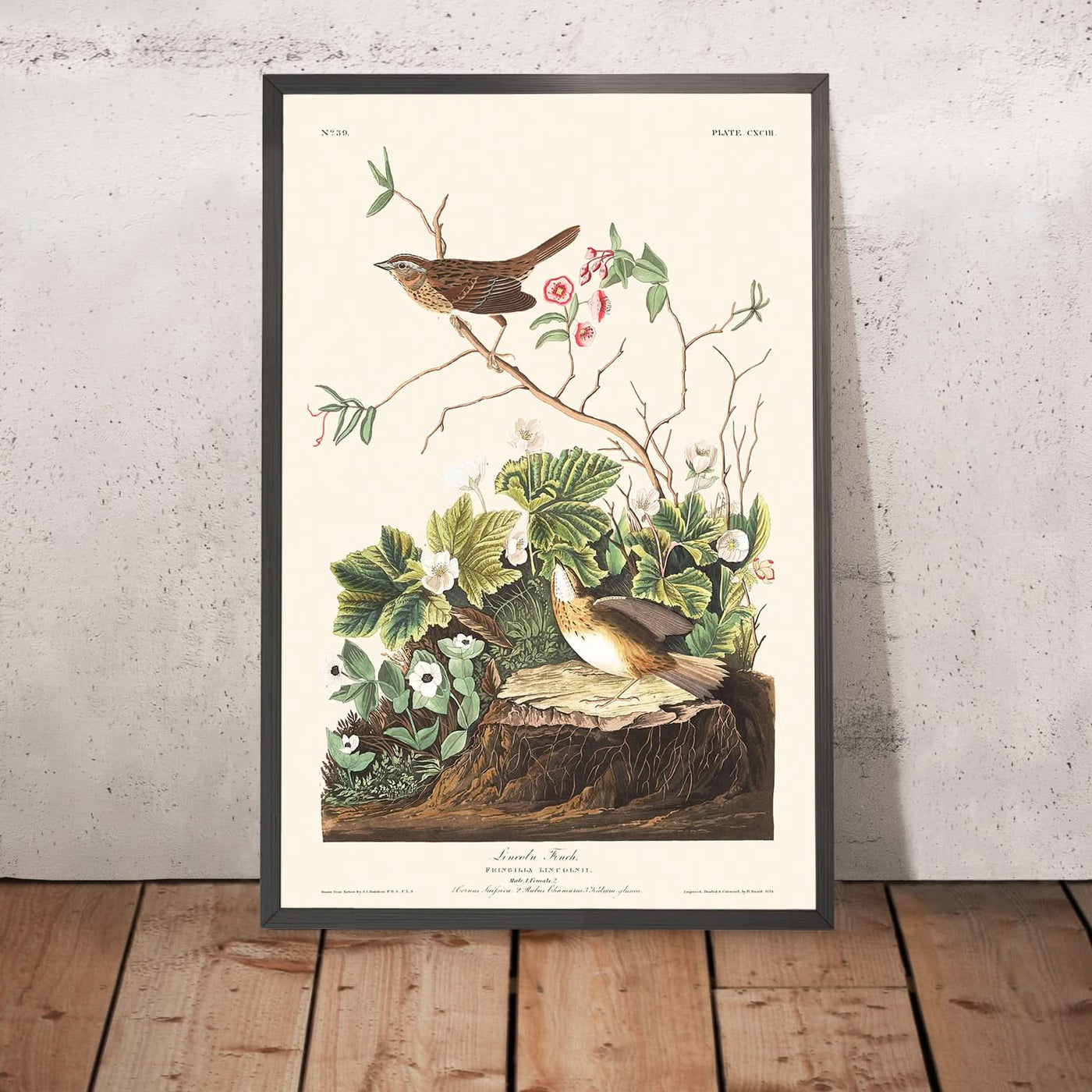 Lincoln Finch von John James Audubon, 1827 