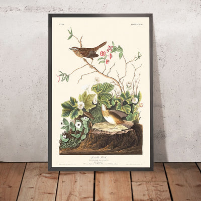 Lincoln Finch von John James Audubon, 1827 
