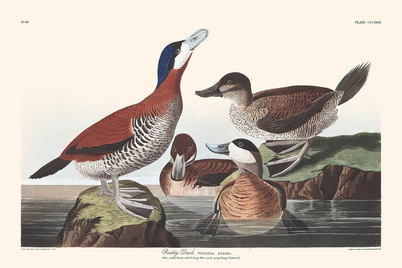 Ruddy Duck von John James Audubon 1827 