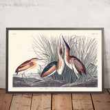 Kleinster Bitttern von John James Audubon, 1827 