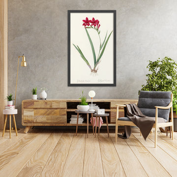 A framed image of Gladiolus cardinalis by Pierre Joseph Redouté, 1802