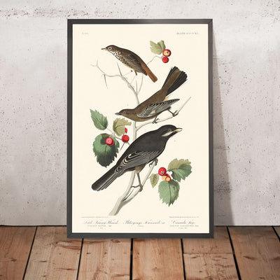 Little Tawny Thrush Ptiliogony's Townsendi Canada Jay by John James Audubon 1827