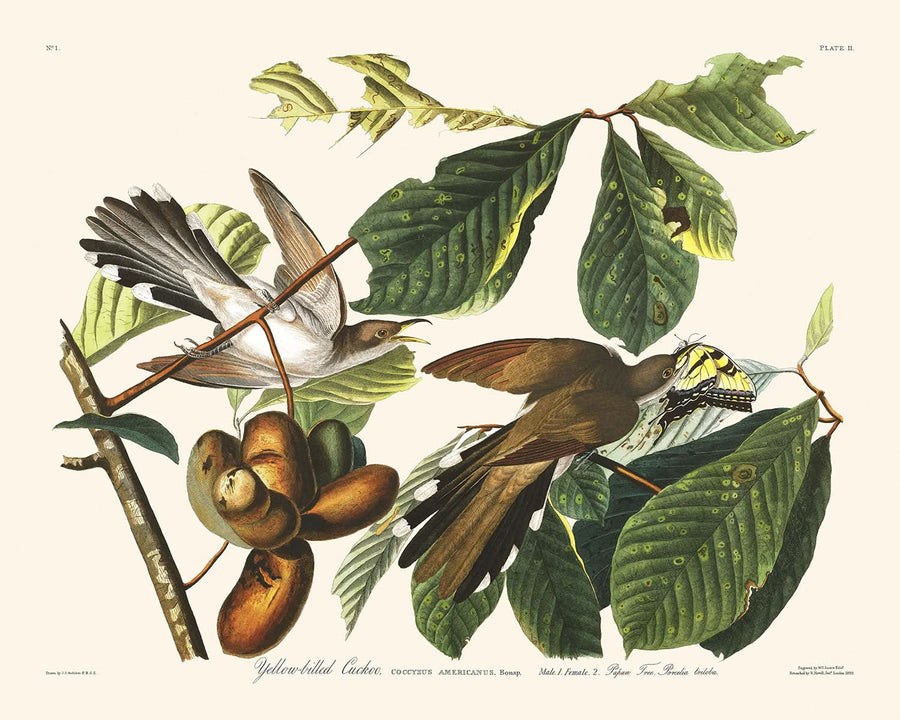 Cuculo dal becco giallo di John James Audubon, 1827 