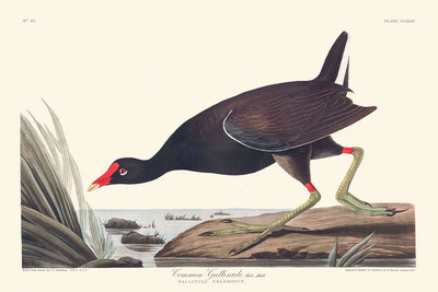 Gemeine Gallinule von John James Audubon, 1827 