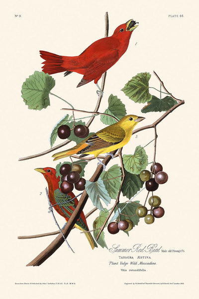 Oiseau Rouge d'Été par John James Audubon, 1827 