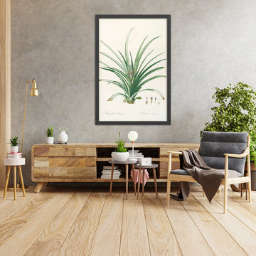 A framed image of Pineapple (Bromelia Ananas, Plate 34) by Pierre Joseph Redouté, 1805