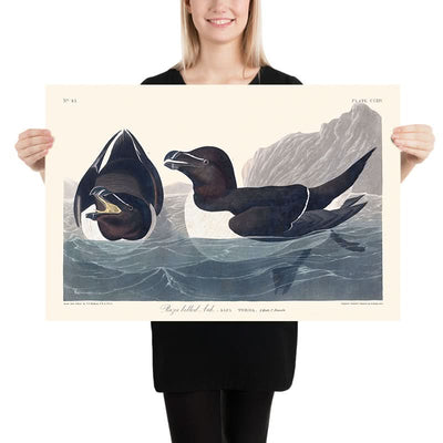Razor Bill by John James Audubon, 1827