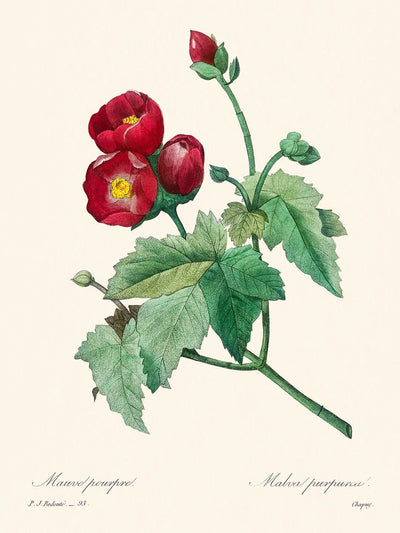 Purpur-Malve von Pierre-Joseph Redouté, 1802 