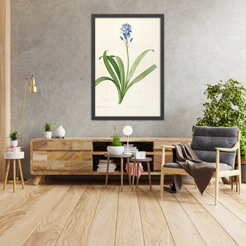 A framed image of Spanish Bluebell (Scilla campanulata, Plate 15) by Pierre Joseph Redouté, 1805