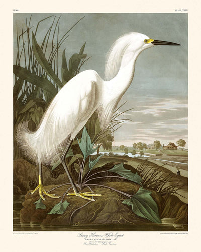 Garza Nival, o Garza Blanca por John James Audubon, 1827 