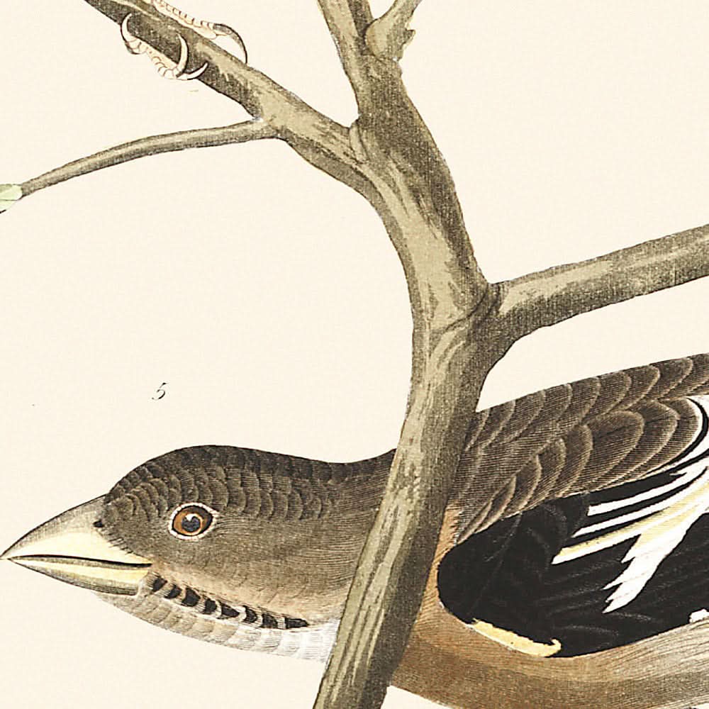 Lazuli-Fink, Rothals-Bullfinch, Graukopf-Zilpzalp, Kuhstallvogel, Abendgrosbeak, Brauner Langspur von John James Audubon, 1827 