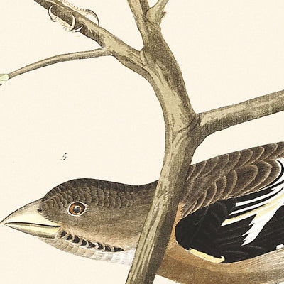Lazuli-Fink, Rothals-Bullfinch, Graukopf-Zilpzalp, Kuhstallvogel, Abendgrosbeak, Brauner Langspur von John James Audubon, 1827 