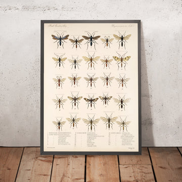 A framed image of 