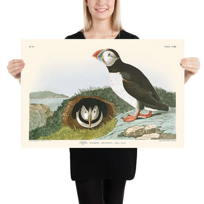Papageitaucher von John James Audubon, 1827 