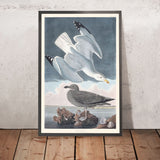 Gabbiano comune di John James Audubon, 1827 
