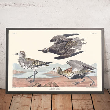 Goldregenpfeifer von John James Audubon, 1827 