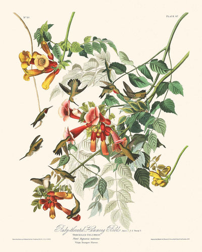 Colibrí de garganta rubí por John James Audubon, 1827 