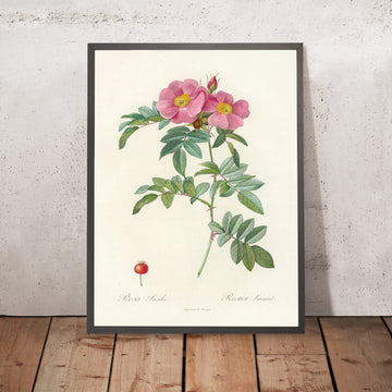 A framed image of Rosa lucida by Pierre Joseph Redouté, 1817