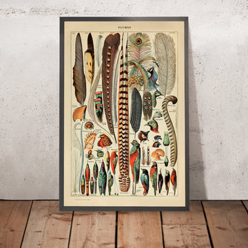 A framed image of Feathers by Adolphe Millot, 1890