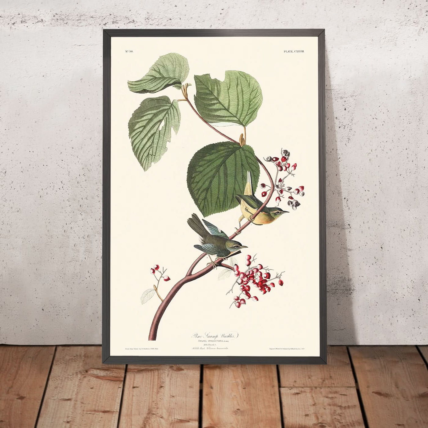 Kiefern-Sumpfsänger von John James Audubon, 1827 