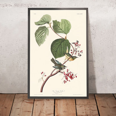 Kiefern-Sumpfsänger von John James Audubon, 1827 