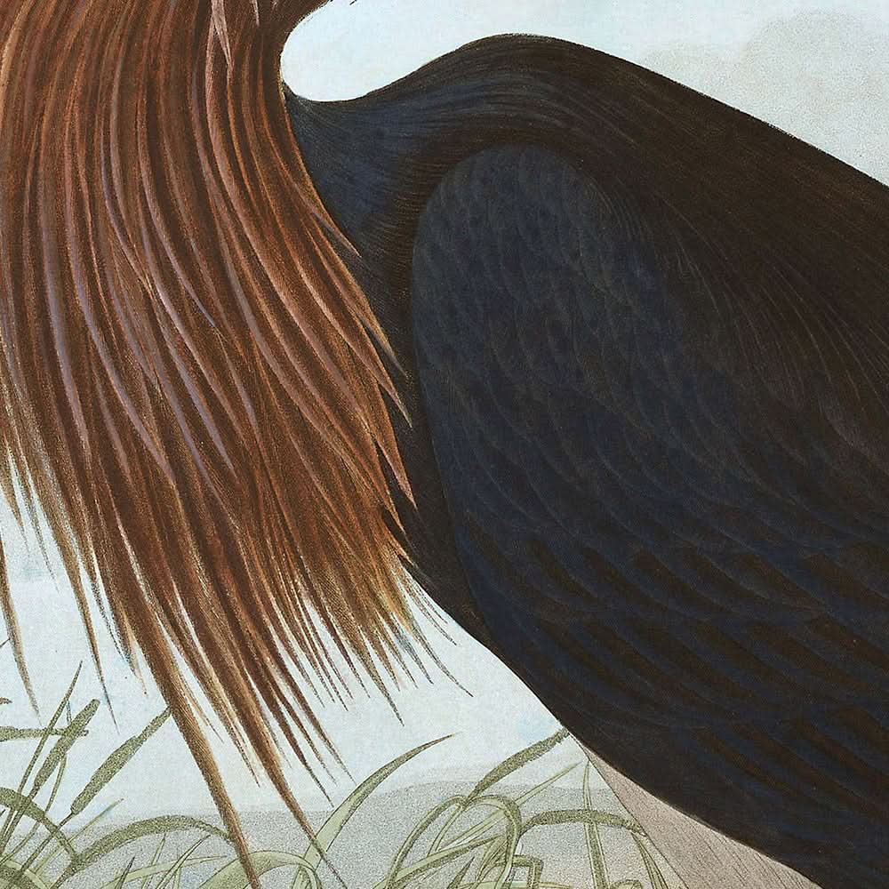 Purple Heron by John James Audubon, 1827