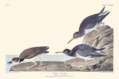 Purple Sandpiper by John James Audubon, 1827