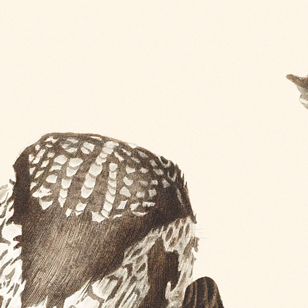 Tengmalms Eule von John James Audubon, 1827 