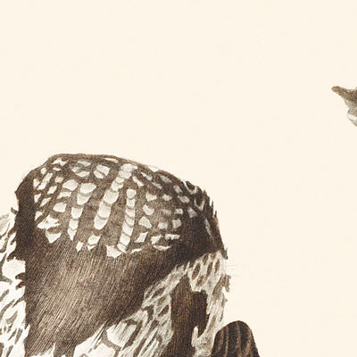 Tengmalms Eule von John James Audubon, 1827 