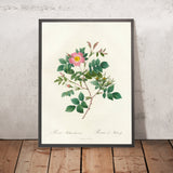 Rosa Malmundariensis by Pierre Joseph Redouté, 1817