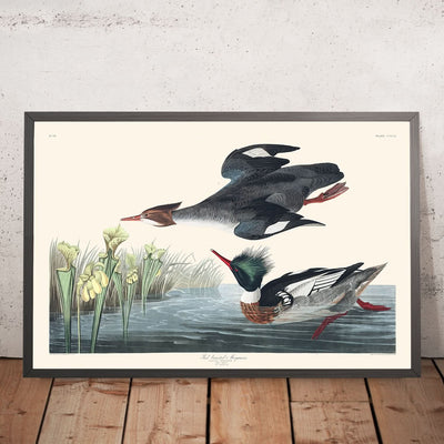 Red-breasted Merganser by John James Audubon, 1827