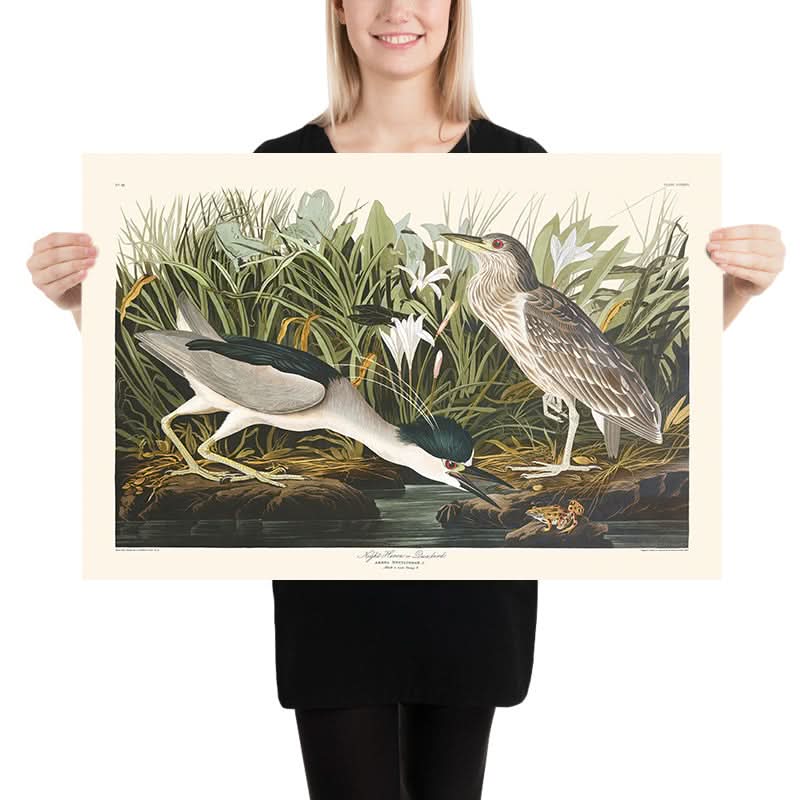 Night Heron, or Qua Bird by John James Audubon, 1827