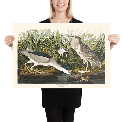 Night Heron, or Qua Bird by John James Audubon, 1827