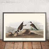 Plover anello di John James Audubon 1827 