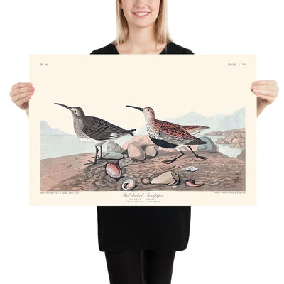 Red-backed Sandpiper by John James Audubon, 1827