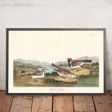 Lapland Long-spur by John James Audubon, 1827