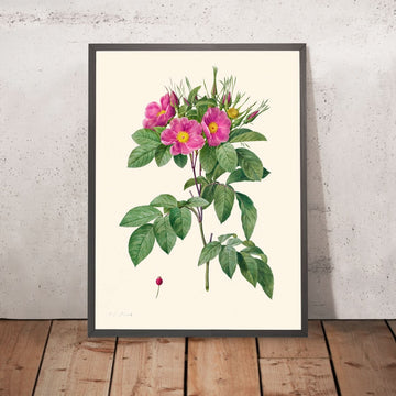 Rose des pâturages par Pierre-Joseph Redouté, 1817