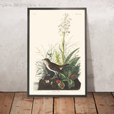 Tawny Thrush by John James Audubon 1827