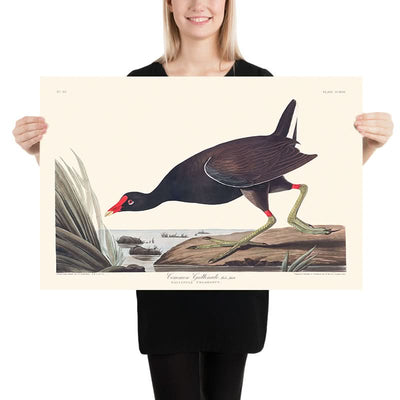 Gemeine Gallinule von John James Audubon, 1827 