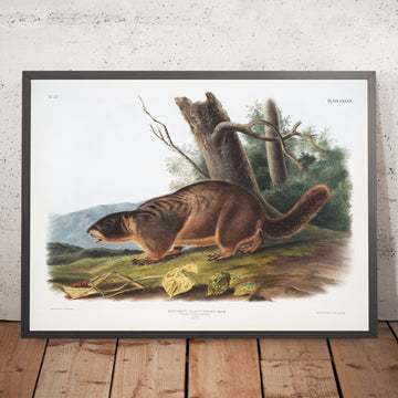 A framed image of 