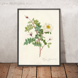 Double White Burnet Rose (Rosa pimpinellifolia alba flore multiplici) by Pierre Joseph Redouté, 1817